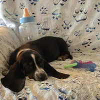 Otis, a male Basset Hound for sale in Kit Carson, CO – 6 of 10