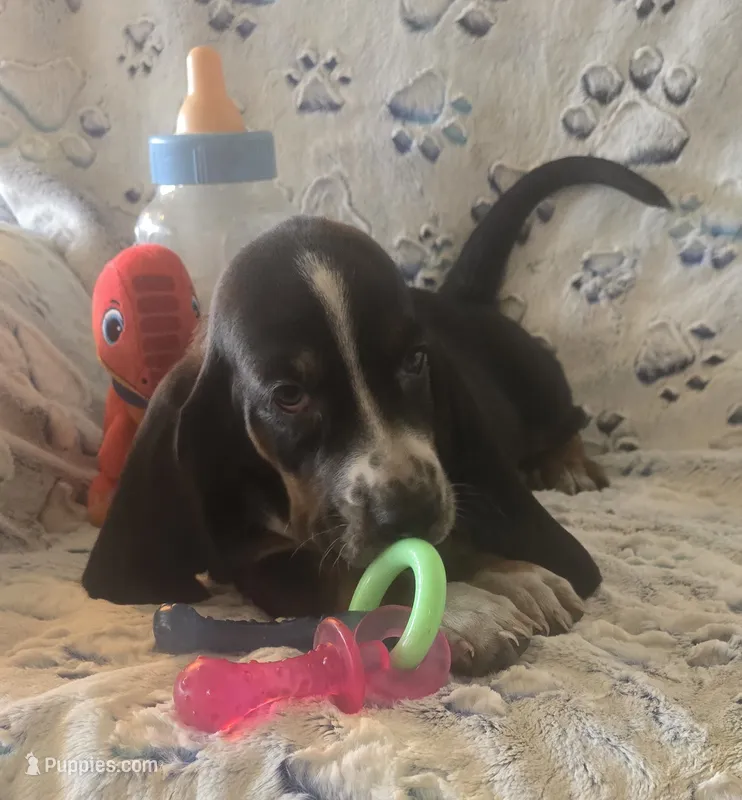 Otis – Basset Hound puppy for sale in Kit Carson, CO