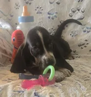 Otis, a male Basset Hound for sale in Kit Carson, CO – 1 of 10
