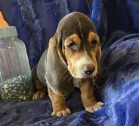 Waylon, a male Basset Hound for sale in Kit Carson, CO – 7 of 9