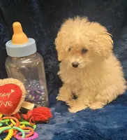 Antonio, a male Poodle - Toy  for sale in Kit Carson, CO – 1 of 6