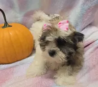 Boojie, a female Shichon for sale in Kit Carson, CO – 1 of 10