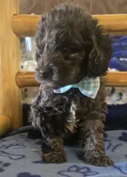 Teddy, a male Cockapoo for sale in Kit Carson, CO – 5 of 10