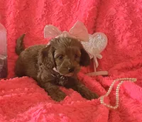 Winnie, a female Cockapoo for sale in Kit Carson, CO – 1 of 10