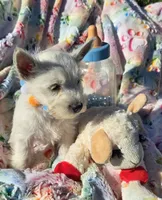 Jasper, a male West Highland White Terrier for sale in Kit Carson, CO – 2 of 6