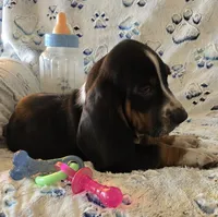 Otis, a male Basset Hound for sale in Kit Carson, CO – 10 of 10