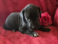 Ebony, a female Great Dane for sale in Kit Carson, CO – 4 of 10