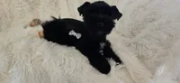 Pepper, a female Miniature Schnauzer for sale in Kit Carson, CO – 3 of 10