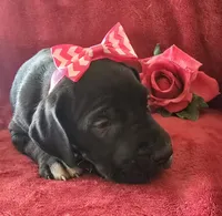 Ebony, a female Great Dane for sale in Kit Carson, CO – 2 of 10