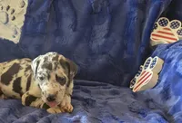 Atlas, a male Great Dane for sale in Kit Carson, CO – 3 of 10