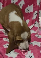Dolly, a female Basset Hound for sale in Kit Carson, CO – 7 of 10