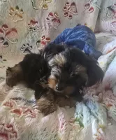 Thurston Howell, a male Yorkshire Terrier for sale in Kit Carson, CO – 7 of 10