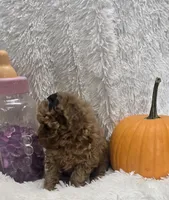 Juliet, a female Poodle - Toy  for sale in Kit Carson, CO – 8 of 10