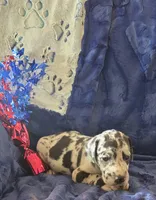 Atlas, a male Great Dane for sale in Kit Carson, CO – 2 of 10