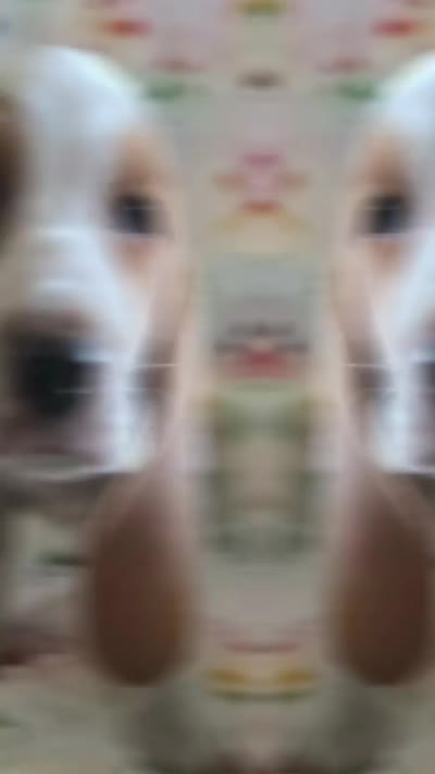 Heartly, a female Basset Hound for sale in Kit Carson, CO – 8 of 8