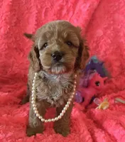 Daisy, a female Cockapoo for sale in Kit Carson, CO – 3 of 5