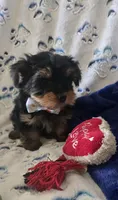 Fonzi, a male Yorkshire Terrier for sale in Kit Carson, CO – 4 of 10