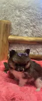 Gucci, a female Pomeranian for sale in Kit Carson, CO – 4 of 10