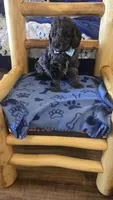 Teddy, a male Cockapoo for sale in Kit Carson, CO – 7 of 10
