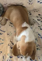 Henry, a male Basset Hound for sale in Kit Carson, CO – 6 of 7