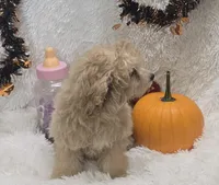 Tiffany, a female Poochon for sale in Kit Carson, CO – 7 of 10