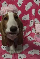 Dolly, a female Basset Hound for sale in Kit Carson, CO – 2 of 10