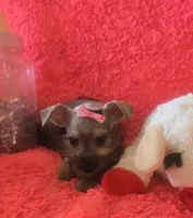 Schatzie, a female Miniature Schnauzer for sale in Kit Carson, CO – 2 of 10