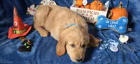 Harley, a male Golden Retriever for sale in Kit Carson, CO – 3 of 7