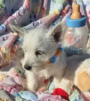 Jasper, a male West Highland White Terrier for sale in Kit Carson, CO – 4 of 6