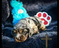 Milo, a male Cocker Spaniel for sale in Kit Carson, CO – 2 of 5