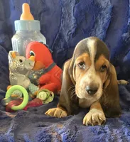 Hank, a male Basset Hound for sale in Kit Carson, CO – 5 of 9