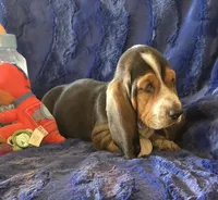 Hank, a male Basset Hound for sale in Kit Carson, CO – 7 of 9