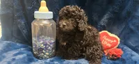 Franklin, a male Peekapoo for sale in Kit Carson, CO – 6 of 10