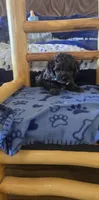Teddy, a male Cockapoo for sale in Kit Carson, CO – 9 of 10