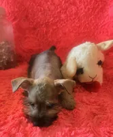 Schatzie, a female Miniature Schnauzer for sale in Kit Carson, CO – 4 of 10