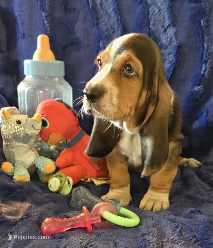 Hank – Basset Hound puppy for sale in Kit Carson, CO