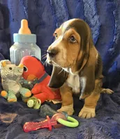Hank, a male Basset Hound for sale in Kit Carson, CO – 1 of 9
