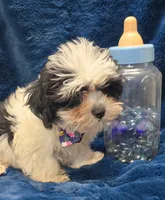 Banjo, a male Shichon for sale in Kit Carson, CO – 3 of 10