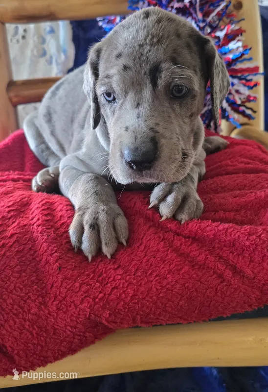 Loki – Great Dane puppy for sale in Kit Carson, CO