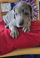 Loki, a male Great Dane for sale in Kit Carson, CO – 1 of 9