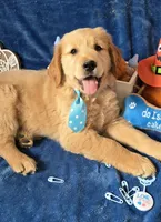 Harley, a male Golden Retriever for sale in Kit Carson, CO – 5 of 7