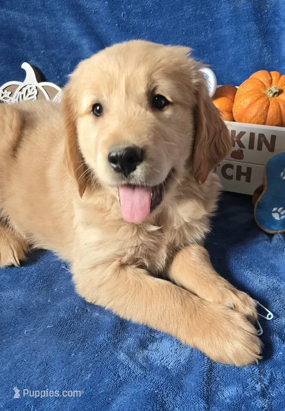 Harley – Golden Retriever puppy for sale in Kit Carson, CO