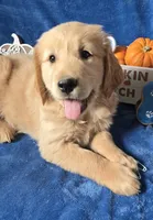 Harley, a male Golden Retriever for sale in Kit Carson, CO – 1 of 7