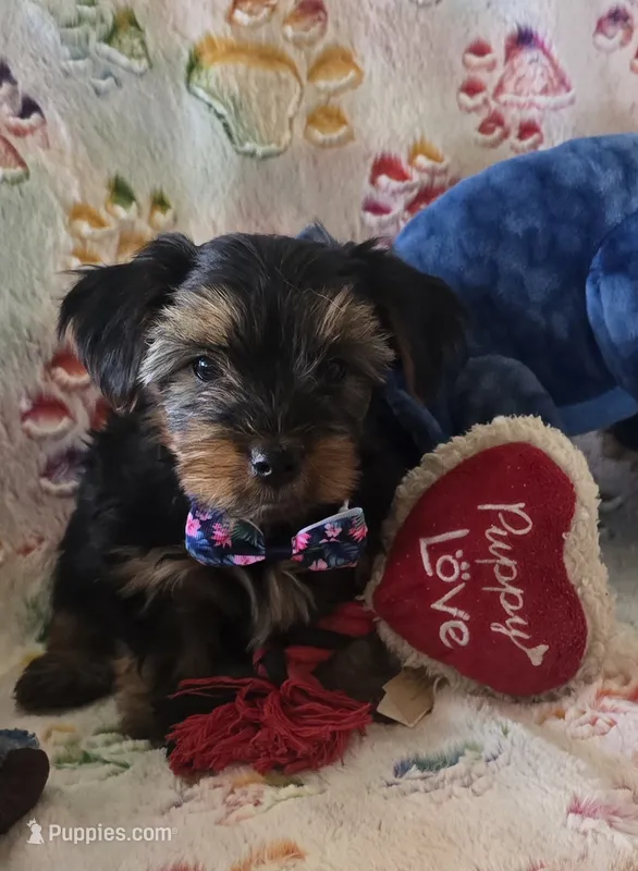 Thurston Howell – Yorkshire Terrier puppy for sale in Kit Carson, CO