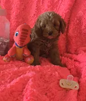 Winnie, a female Cockapoo for sale in Kit Carson, CO – 8 of 10