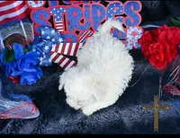 Charlie, a male Bichon Frise for sale in Kit Carson, CO – 2 of 2