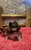 Gucci, a female Pomeranian for sale in Kit Carson, CO – 5 of 10