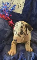 Goliath, a male Great Dane for sale in Kit Carson, CO – 5 of 10