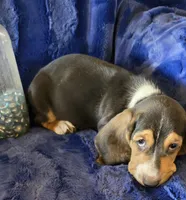 Waylon, a male Basset Hound for sale in Kit Carson, CO – 8 of 9
