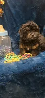 Freddy, a male Peekapoo for sale in Kit Carson, CO – 7 of 7
